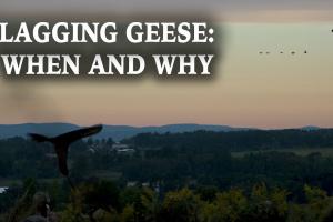 Tips on Flagging Geese