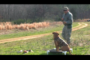 1Source Video: Gun Dog Steadiness Drills
