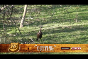 1Source Video: Learn the Cut Call to Locate and Seduce Wild Turkeys