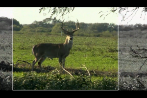 1Source Video: The Most Effective Bullet Design for Deer Hunting