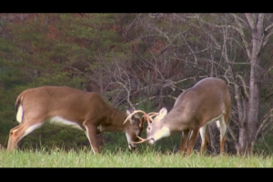 1Source Video: How to Rattle for Whitetail Deer (Tips & Examples)