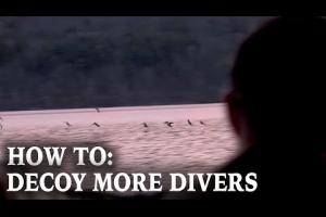 Decoy More Divers