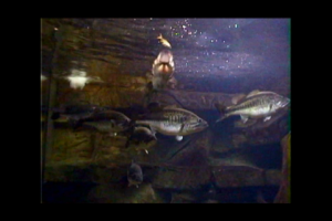 1Source Video: Learn About Giant Fish Aquariums