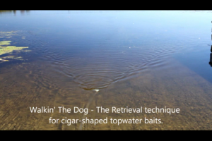 1Source Video: Fishing: Tips How to Walk the Dog