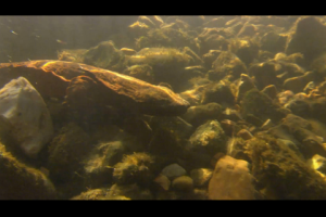 1Source Video: 20 Fun Facts on the Hellbender Salamander