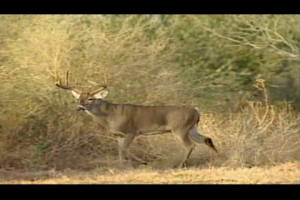 1Source Video: Judging Age of Whitetail Deer in the Field