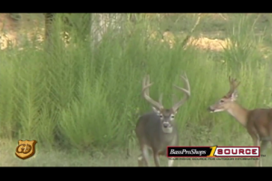 1Source Video: How to Use Native Plant Species for Whitetail Deer Food Plots