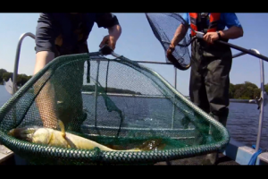 1Source Video: Electro Shock Fishing for Science