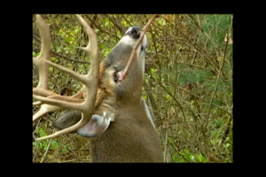 1Source Video: Ever Wonder How Deer Communicate