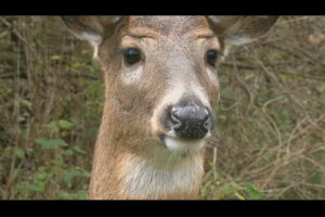 1Source Video: Deer Hearing