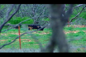 1Source Video: Wild Hog & Texas Turkey Hunt