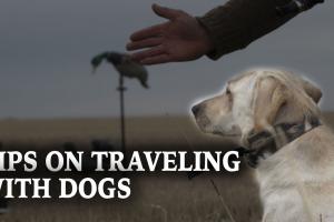 Tips On Traveling With Dogs