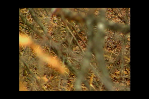 1Source Video: How to Bring Back the Bobwhite Quail