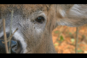 1Source Video: 3 Tips to Use a Deer’s Vision to Be a Better Hunter