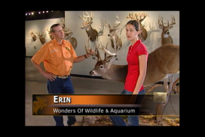 1Source Video: Fun Facts About Deer Antlers