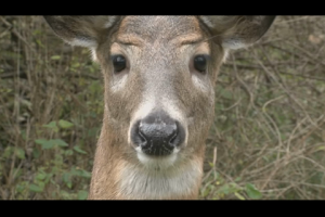 1Source Video: How Predators Effect Your Deer Population