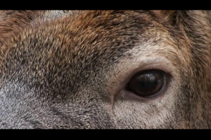 1Source Video: Understand a Deer's Vision to Kill More Bucks