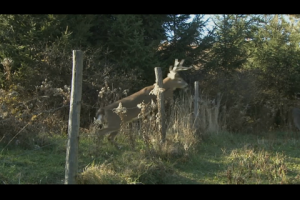 1Source Video: Use Fences to Funnel Deer to Your Stand