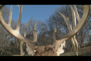 1Source Video: How to Grow World-Class Whitetails