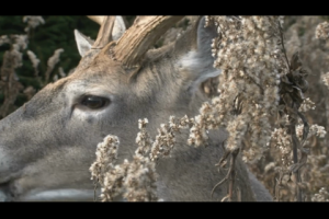 1Source Video: Use a Deer's Stomach to Your Advantage