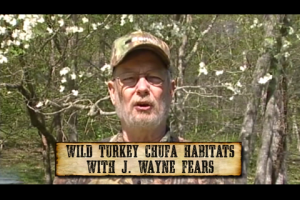 1Source Video: The Importance of Planting Chufa for Wild Turkey