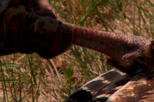 How to Age a Turkey by Its Spurs | Cabela's Turkey Roost