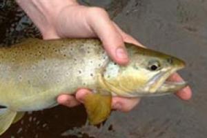 News & Tips: Best Bet for Brown Trout