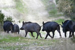 Wild Hogs: Copyright Denver Bryan/ Images On The Wildside 2016...