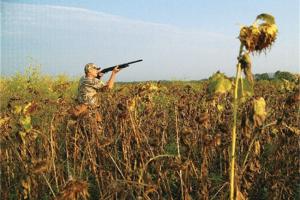 News & Tips: How to Dove Hunt Without the Crowds