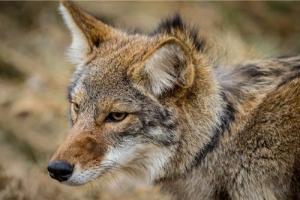 News & Tips: Coyote Hunting Tips: Thoughts After a Hunting Trip...