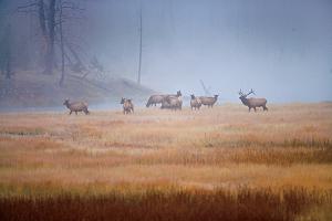 News & Tips: Preparing for Your First Elk Bowhunt