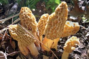 News & Tips: 6 Morel Mushroom Hunting Secrets