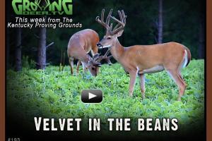 News & Tips: Awesome Buck Antlers - Plus Treestand Tips...