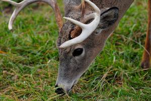 News & Tips: Defeat a Buck's Nose by Becoming a Scent Control Freak...