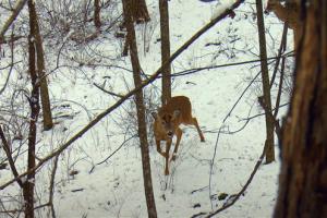 News & Tips: Late Season Bow Hunting: Caution, Doe or Yearling Buck?  (video)...