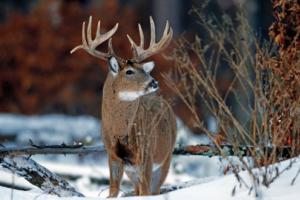 Deer: Copyright Denver Bryan/ Images On The Wildside 2016...