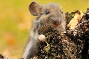 News & Tips: What You Need To Know About Hantavirus...