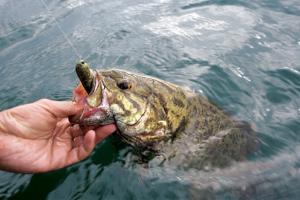 News & Tips: Catching Smallmouth After the Spawn Fishing Tips...