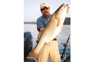 News & Tips: Hybrid Striped Bass Fishing Tips