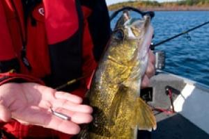 News & Tips: Drop-Shotting for Walleye