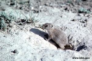 News & Tips: Hunting the Townsend Ground Squirrel