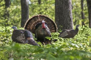 Decoys Attracting a Turkey 