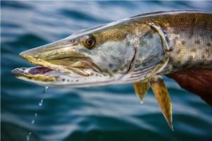 News & Tips: A Question of Muskie Bait Color