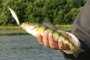 News & Tips: 3 Great Hard Baits for Late Summer Panfish...