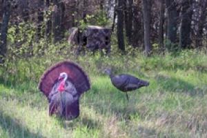 News & Tips: Bowhunting for Longbeards
