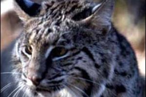 News & Tips: The Ultimate Challenge: Hunting the Elusive Bobcat...