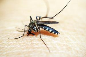 12 Ways To Fight Mosquitos And Ticks From The Skin Out...
