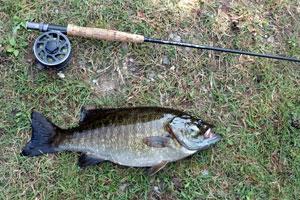 News & Tips: The Inch-Pause Retrieve for Smallmouth Bass Fly Fishing...
