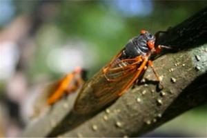 News & Tips: 3 Tips for Topwater Fishing During Cicada Season...