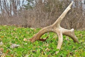 News & Tips: Why Bucks Shed Their Antlers (video)